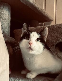 Katze abzugeben - Hürtgenwald