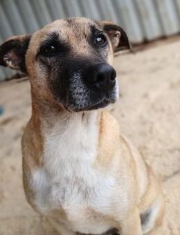 🐶 Treuer Spike sucht Dich ❤️ - Eislingen (Fils)