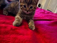 2 zauberhafte Kitten suchen ein liebevolles Zuhause - Lohmar Zentrum