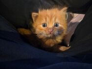 Reinrassige Sibirische Waldkatzen Kitten, Kater, Katze, Babykatzen - Wassenberg