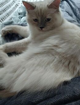 Heilige Birma Ragdoll Katze - Bochum Langendreer