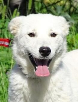 BONNIE 2 hat einen Wunsch - Gefrees