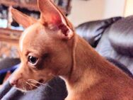 Chihuahua ohne Ahnentafel - Überherrn