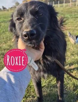 Roxie ein wundervolles Wesen - Flörsheim-Dalsheim