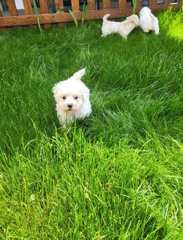 Malteser - Haren (Ems)