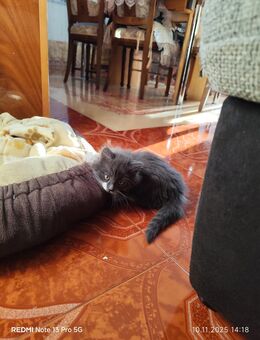 Niedliche Baby britisch langhaar suchen neues Zuhause - Oberstaufen