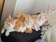 Reinrassige Maine Coon Kitten mit Stammbaum XXL potential - Elsdorf (Nordrhein-Westfalen)