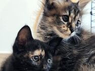 Süße Katzenschwestern Suki und Sakura - Karlsruhe