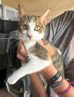 Sky aus dem Tierschutz - Grevenbroich