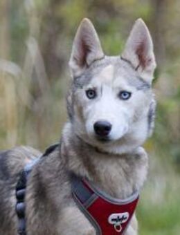 Prinzessin FAYE sucht eine Familie - Bad Bevensen