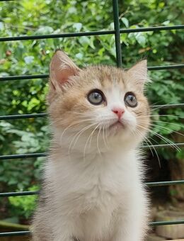 BKH Britisch kurzhaar Kitten, Kätzchen weibchen - Basel