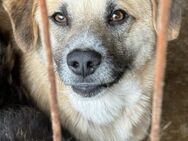 Nancy, Traumhündin sucht ihre Familie 🐾 - Elsdorf (Nordrhein-Westfalen)
