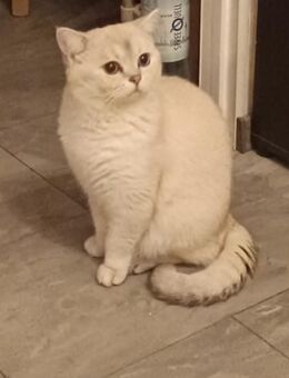 Britischer Deckkater BKH.Der Kater steht nicht zum Verkauf. - Berlin