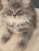 Britisch Langhaar Kitten in 44623