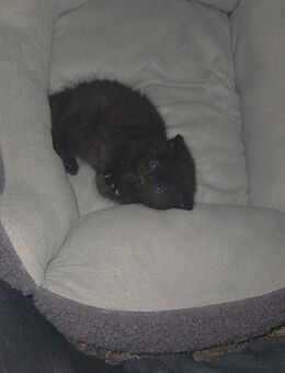 BLH Perser Kitten - Ober-Ramstadt