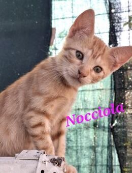 Nocciola - Oberhausen (Rheinland-Pfalz)
