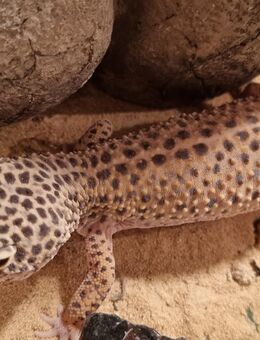 3 Leopardgeckos, weiblich, evtl. inkl Terrarium - Reifenberg