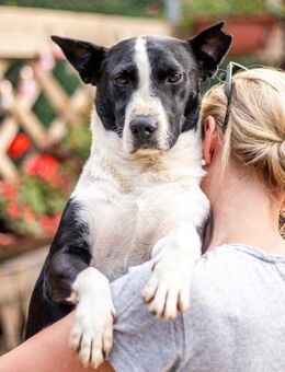 Benny, freundlicher Bub, ca. 4 Jahre, ca - Vaterstetten