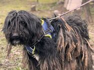 Elara-liebe Hündin sucht warmes Körbchen - Berlin