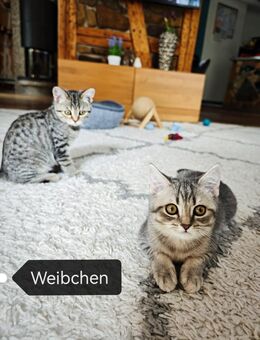 3 zuckersüße reinrassige BKH Kätzchen abgabebereit - Welzheim