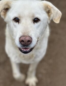 BIRILLO - er braucht Zeit und Vertrauen - Dänischenhagen
