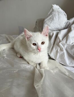 🐾 Wunderschöne Kitten suchen ein liebevolles Zuhause 🐾 - Berlin Friedrichshain-Kreuzberg