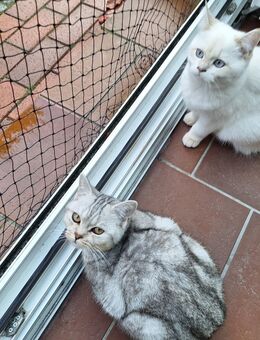 Zwei kuschelnedürftige Mädels suchen ein schönes Zuhause - Westoverledingen