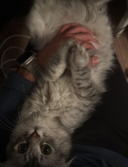 Britische langhaarige Süße Katze - Berlin Mitte