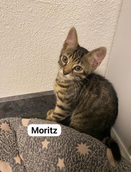 Babykatzen abzugeben - Kuhardt