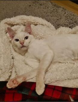 💖Dreamteam Katzenbaby Biscuit & Snow 💖 - Eislingen (Fils)