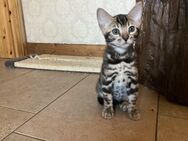 Reinrassige Bengal Kitten. Black spottend Rosetted Tabby N24 mi Stammbaum - Uplengen