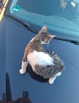Katzen Babys abzugeben welche am 02.05.2025 geboren sind. Es sind 2 Geschwister eine Männlichen und eine Weibliche Katze - Geithain