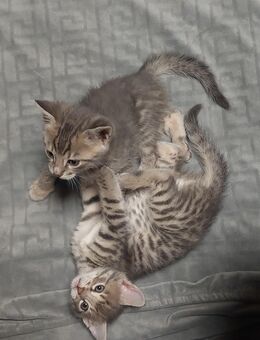 Bengal Mischling kitten - Mengen
