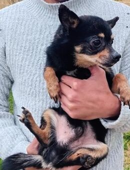 Freundlicher Jack Gnadenadoption! - Berlin