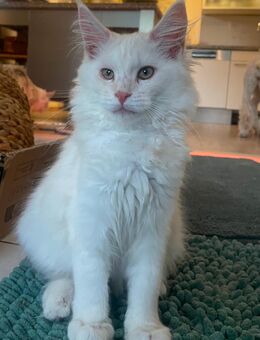 Maine Coon Kitten mit Stammbaum - Dortmund