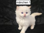 Bkh kitten dürfen ab sofort ausziehen - Berlin Mitte