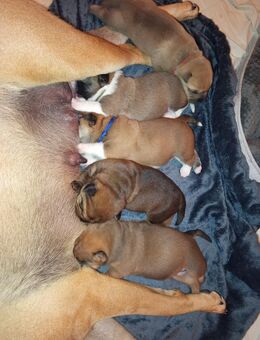 Zucker süße Welpen Shar Pei-OEB Mix - Arnstein (Sachsen-Anhalt)