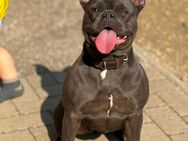 🐾 Zwei Französische Bulldoggen suchen gemeinsam ein liebevolles Zuhause 🐾 - Möckern Pabsdorf