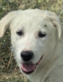 Gwendolyn, geb. ca.04/2021, Griechenland - Euskirchen