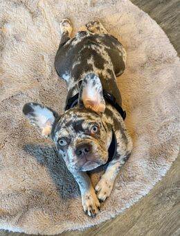 Louie sucht sein Für-Immer-Zuhause - Hamburg