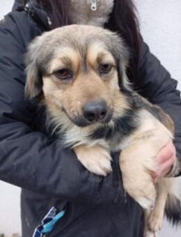 Vinny 40 cm - Alpenrod