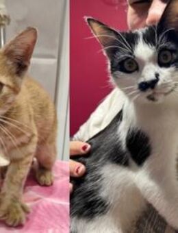 Zuckersüßes Traumduo sucht Kuschelplatz - Esslingen (Neckar)