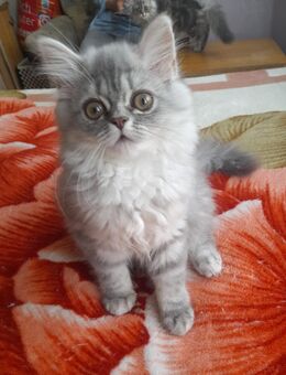 Baby katze - Solingen (Klingenstadt)