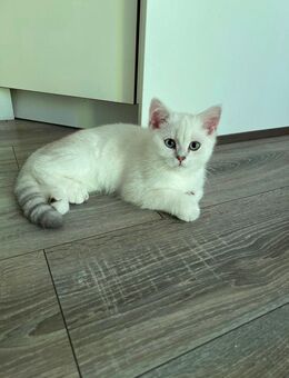 Bkh Kater - Gladbeck