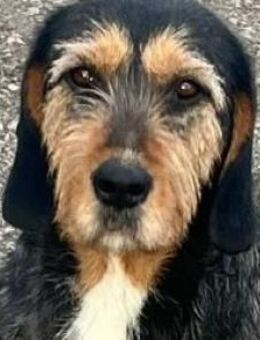 MIA - fantastische Hundedame auf PS ! - Sulzbach-Laufen