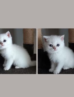 Britisch kurzhaar Katerchen mit blauen Augen - Forchheim (Baden-Württemberg)