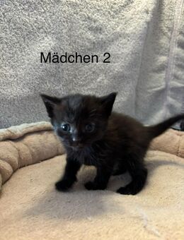 XXL Maine Coon Britisch Kurzhaar Kitten - Wartmannsroth