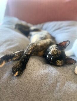 Tarta aus dem Tierschutz - Grevenbroich