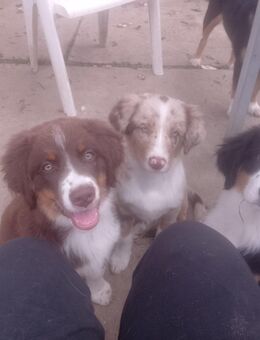 Australien Shepherd x kl. Münsterländer Welpe - Lengerich (Nordrhein-Westfalen)