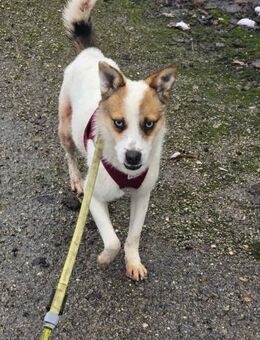 Kleiner BLUE kleines ♥️ voller Hoffnung - München